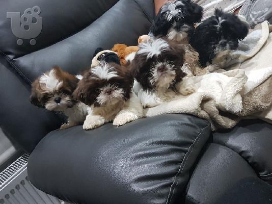 PoulaTo: Χαριτωμένα κουτάβια Kardashian Shitzu προς πώληση!